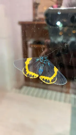 傅子純頭七，遺孀發現住家神明廳出現巨大蝴蝶。（取材自臉書）