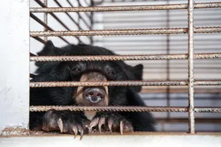 A bear at the illegal bile farm in Laos.