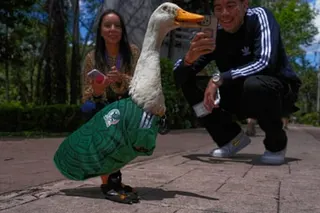 People take pictures of Merlin at a park in Mexico City.