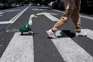 A duck wearing a soccer jersey follows a person across a road.
