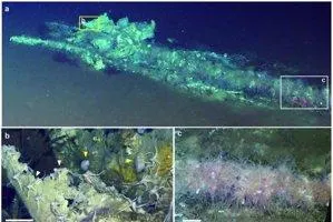 中國研究團隊在東南印度洋「迪亞曼蒂納深淵」的海底發現全球已知最深、規模最大的「鯨魚墳場」，圖為迪亞曼蒂納深淵處於硫氧化階段的鯨落生態系統。（圖／取自《深海所》微信公眾號）