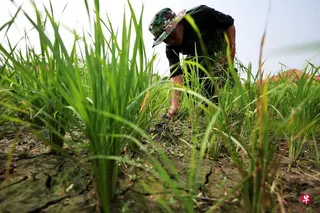 由于东南亚地区有六个国家的食品价格在消费者价格指数（CPI）中占比较大，因此在厄尔尼诺现象下的通胀升温压力可能更为显著。其中，印度尼西亚和越南因农业在经济中的比重较高，预计受到的经济冲击可能相对更为严峻。 （路透社）