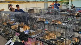 警方周一在越南胡志明市一处设施内，查获到遭盗窃和待宰杀的猫咪。（图取自越南动物人道世界/法新社）
