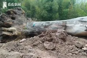 被指擋路強遷 浙600年古樹死了 鎮長60萬封口：簽字才給
