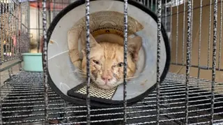 A cat in a cage with a neck brace