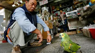 一名年長者在一間小店外全蹲，正看著幾公分外的一隻綠色鸚鵡。這隻鳥眼睛周圍帶有黃色斑紋