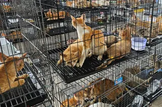 This handout picture taken on June 15, 2026 and released on June 16 by Humane World for Animals Vietnam shows cats seized by police at a facility in Ho Chi Minh City.