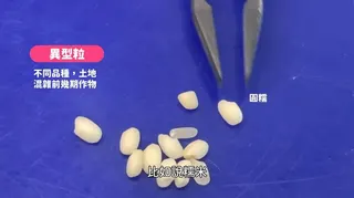 米穀鑑定師需要分辨米的品質。（圖／翻攝自YouTube）