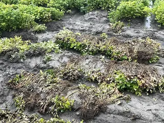連日豪雨重創彰化沿海農業，正值採收期的花生田積水嚴重，不僅出現腐爛、發芽等災情，農民損失慘重。（縣政府提供）