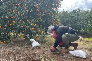 一名身穿防护装备的丹麦援助组织（DanChurchAid）排雷人员在黎巴嫩南部拉斯·艾因村的一个橘园中蹲伏，准备销毁一枚未爆的子母弹。