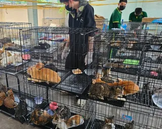 Wire cages filled with cats in a large indoor space