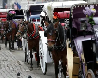 Horses stand next to carriages