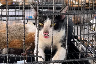 Cats seized by police at a facility in Ho Chi Minh City on Monday. Photo: Humane World for Animals Vietnam / AFP