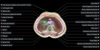 Image of an abdominal scan with various body parts highlighted