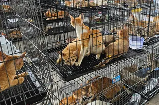 Cats seized by police at a facility in Ho Chi Minh City on Monday. Photo: Humane World for Animals Vietnam / AFP