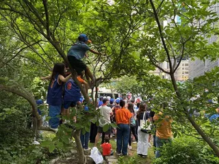 有尼克隊球迷爬到樹上。(記者劉梓祁╱攝影)