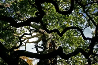 An older photo of the iconic Major Oak tree, the legendary 1,200-year-old hideout of Robin Hood. Photo: AP
