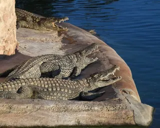 Three crocodiles basking on a concrete ledge beside a blue pool of water