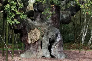 An older photo of the Major Oak tree. Photo: AP