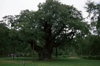The Major Oak in Sherwood Forest, long associated with the legend of Robin Hood, is believed to have died after failing to produce leaves this year. — AFP file pic