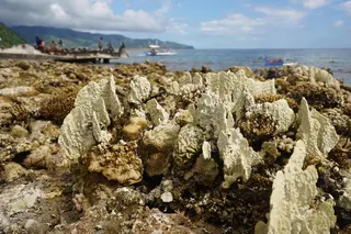 Corals are exposed after coastal uplift following an earthquake along the Pangyan Marine Sanctuary in Glan, Sarangani, on June 8. Photo: AFP