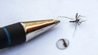 Sri Lanka reports over 44,000 dengue cases, 28 deaths this year