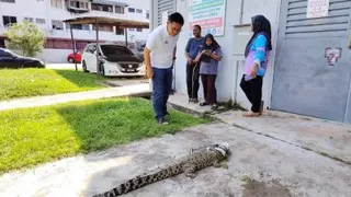 林万锋（左）观察被小鳄鱼的情况。