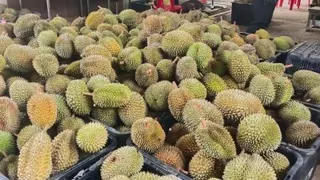 榴梿盛产却碰上价格滑落，致使果农亏损营业。