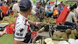 水果摊每天送出约800公斤至一吨重的榴梿。 （受访者提供）