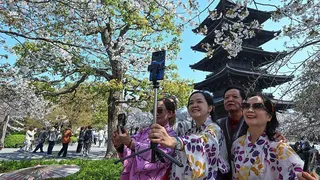 A group of tourists dressed in traditional floral kimonos use a smartphone tripod to take photographs against the backdrop of blooming cherry blossoms and a pagoda in Kyoto