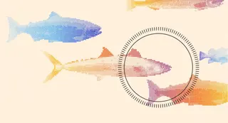 drawing of several fish