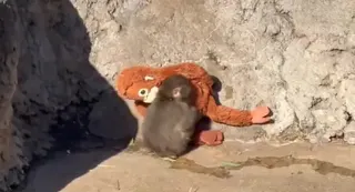 ▲日本千葉縣市川市動物園的小猴子Panchi（パンチ）不管在哪都要帶著一隻猴子娃娃，吸引網友關注。（圖／翻攝自Ｘ）