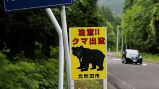 隨著熊隻頻頻出沒在日本各地的建築密集區，東京近郊當局宣布一項緊急支出計畫，將採購...
