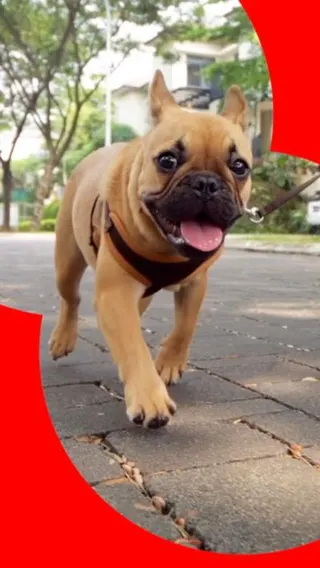 A light brown dog pants as it walks along the pavement