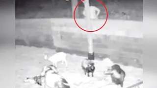 19岁男子法国农场性侵山羊 被判30个月监禁