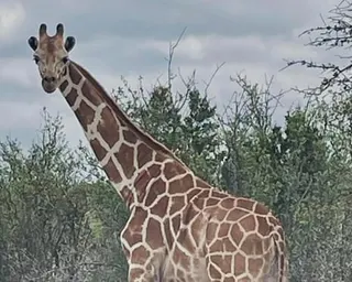 a giraffe