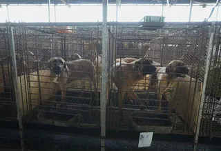 圖為2023年南韓平澤一處狗肉農場。(美聯社)