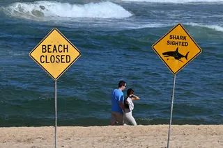In the past week, sightings of a great white shark at Bondi Beach led to beach closures for three days in a row.— AFP pic