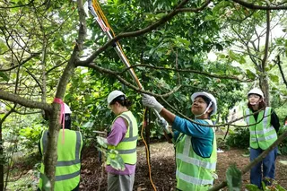 Participants in the pruning principles and techniques workshop practise pruning techniques at Jurong Lake Gardens on June 30.