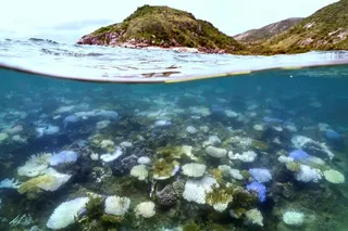 Bleached and dead coral around Lizard Island on the Great Barrier Reef in Australia in April 2024. Photo: AFP