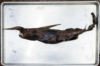 The newly discovered Costa Rican ghost shark (Rhinochimaera costaricana) at the Museum of Zoology of the University of Costa Rica’s Centre for Research in Biodiversity and Tropical Ecology in San Jose on Friday. Photo: AFP
