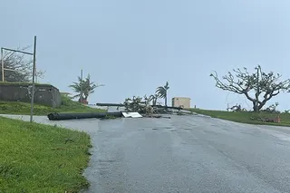 Fallen trees on Rota, in the Northern Mariana Islands, after Super Typhoon Bavi made landfall
