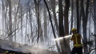 A firefighter sprays water on fire in a forest in Spain