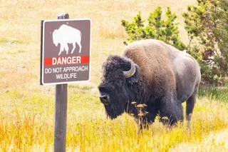 bison stands next to sign outside saying 'danger do not approach wildlife' with picture of bison