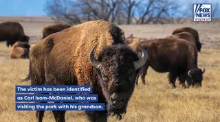Bison attack photographer details chaotic moments after charging bull struck man