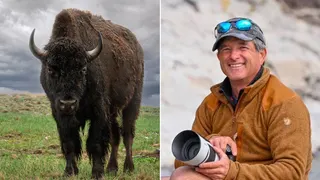 Bison with a split image of photographer Mike Macleod.