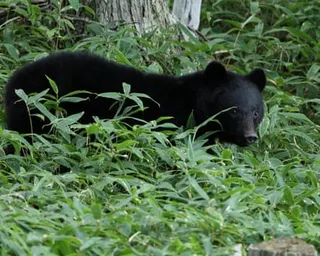 A black bear in Iwate prefecture, northern Japan