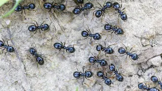 File photo of black ants