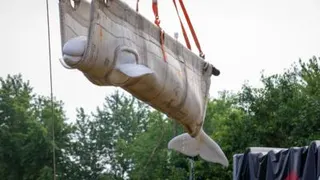 A whale is transported in a grey sling