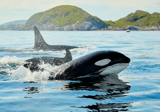 Orcas are highly intelligent apex predators and have been known to play with their prey and deploy sophisticated tactics to ensnare them. — Unsplash pic